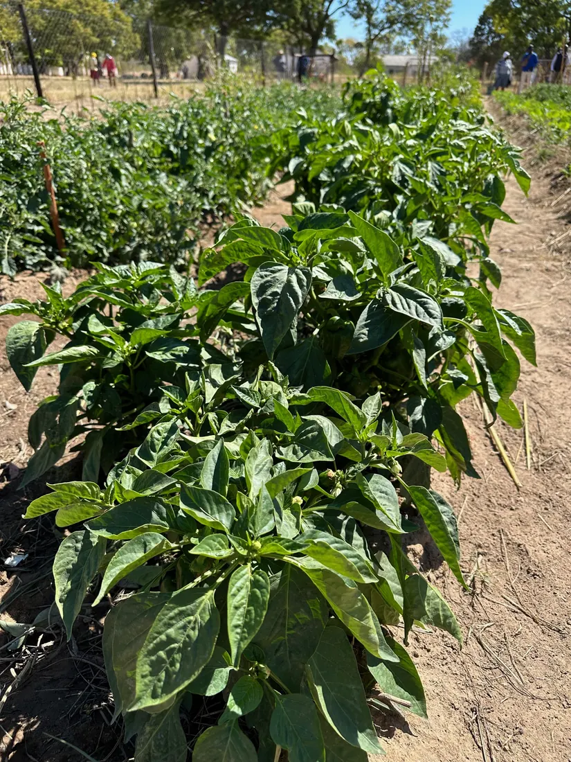 Vegetables in a school garden.