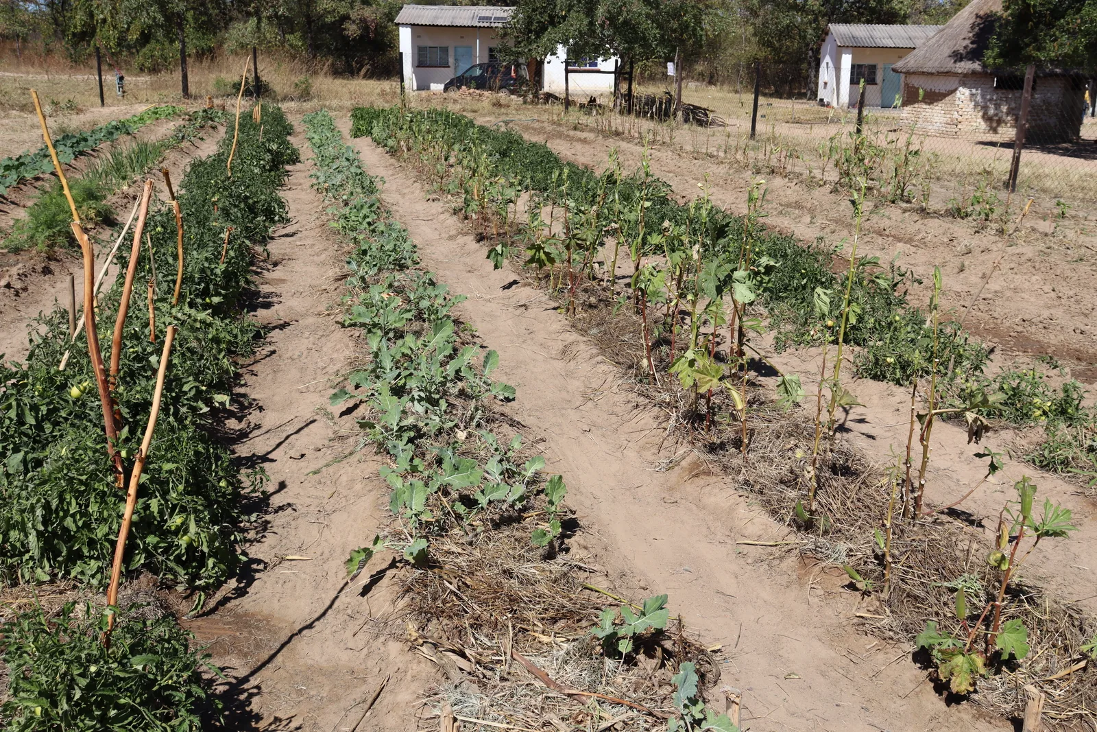 A school garden made possible by access to water.